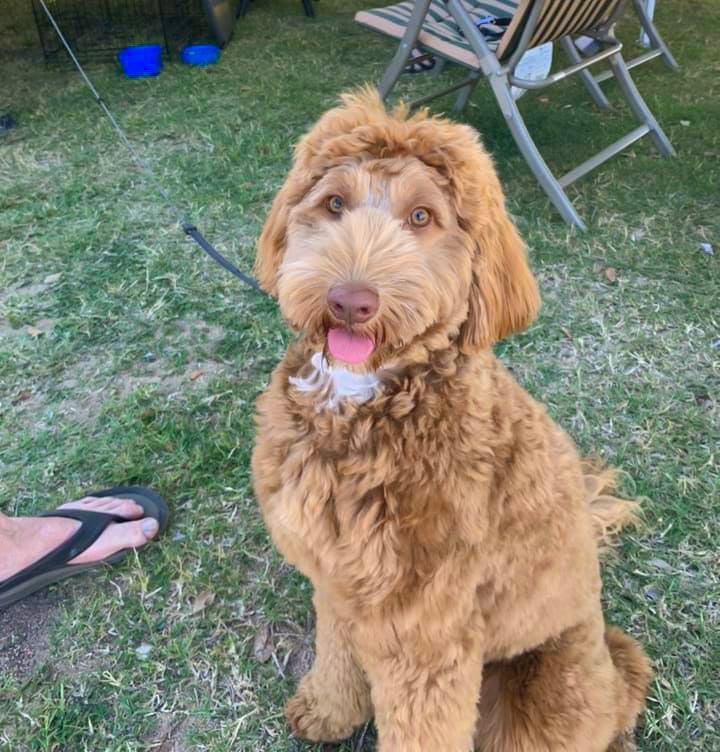 Dog